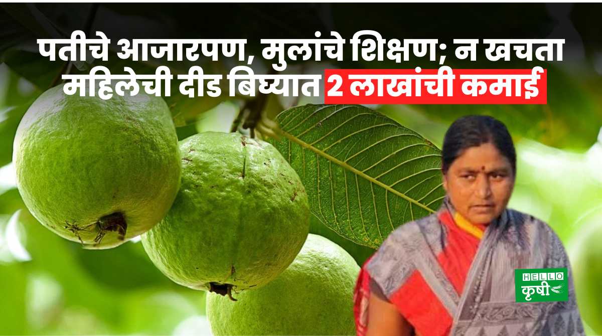 Success Story Earns 2 Lakhs Guava Farming