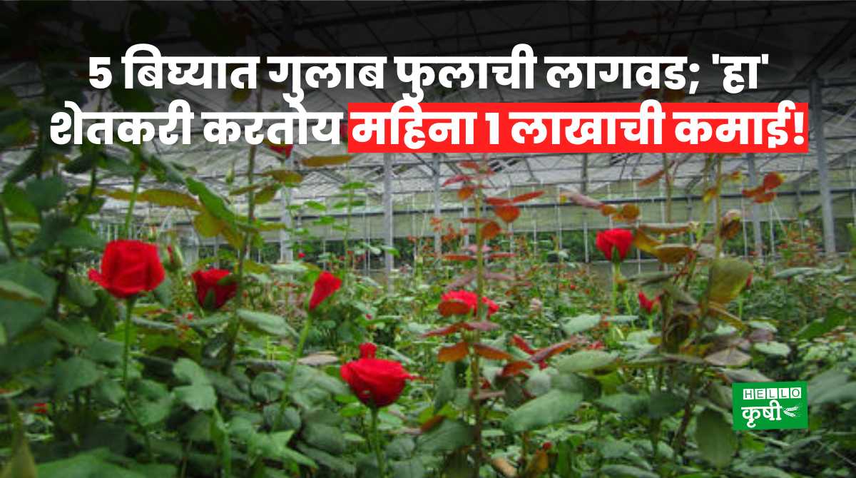Success Story Gulab Flower Farming