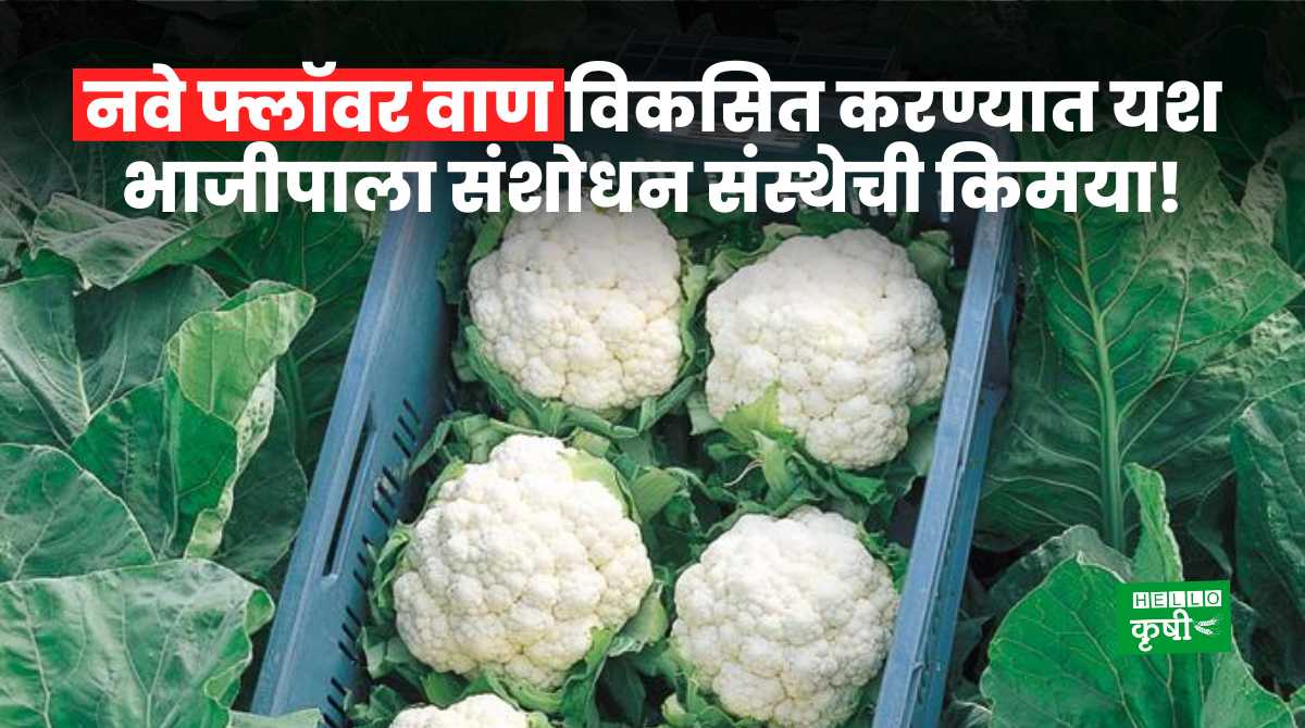 Success Story Of IIVR New Cauliflower Variety