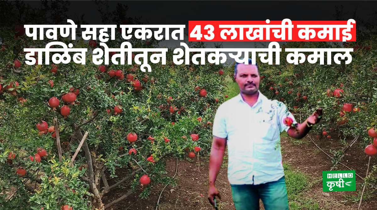Success Story Of Pomegranate Farming