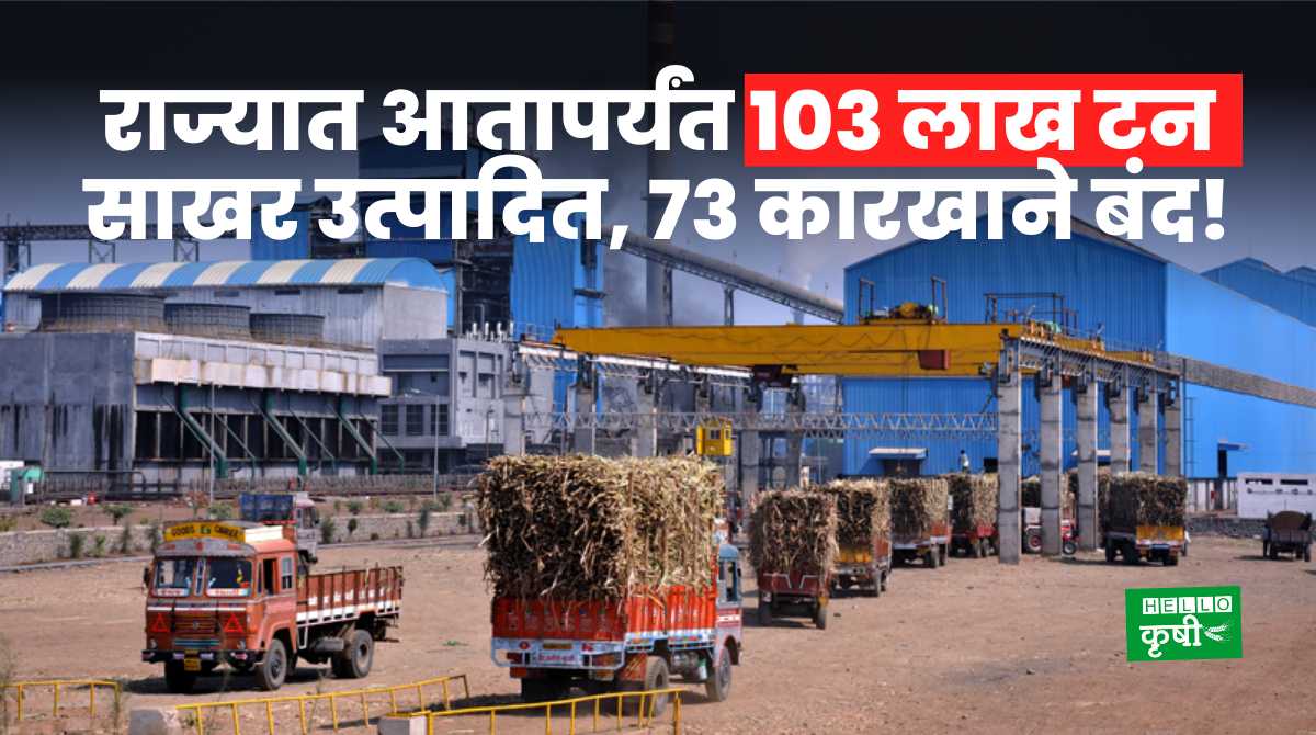Sugarcane 102.84 Lakh tonnes Sugar Produced In Maharashtra