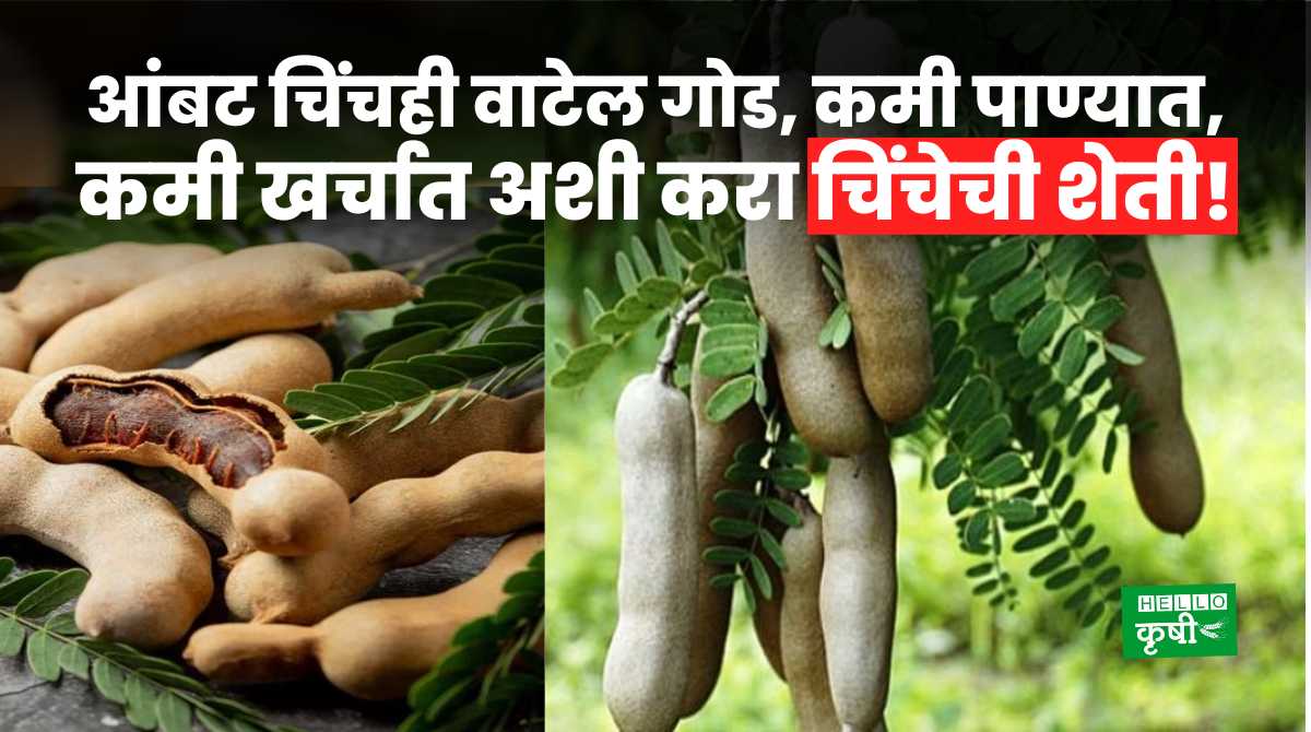Tamarind Farming Less Water And Less Cost