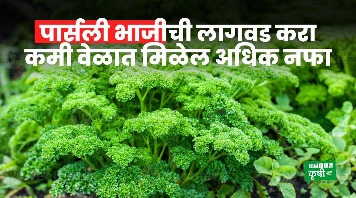Vegetable Farming Parsley Cultivation