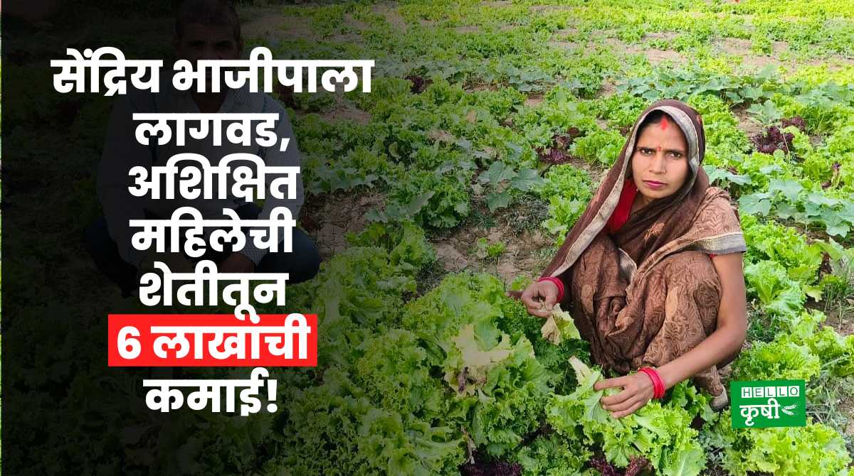 Agriculture Business Of Organic Vegetable Farming