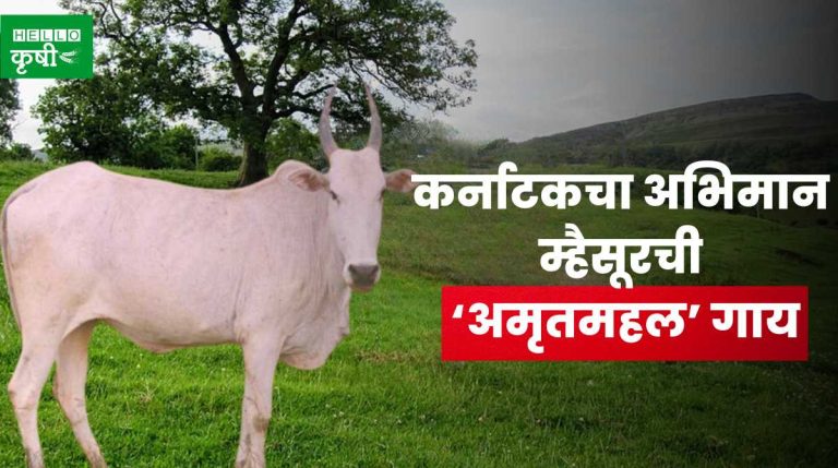 Amrit Mahal Cow: कर्नाटकचा अभिमान म्हैसूरची ‘अमृतमहल’ गाय; जाणून घ्या ...