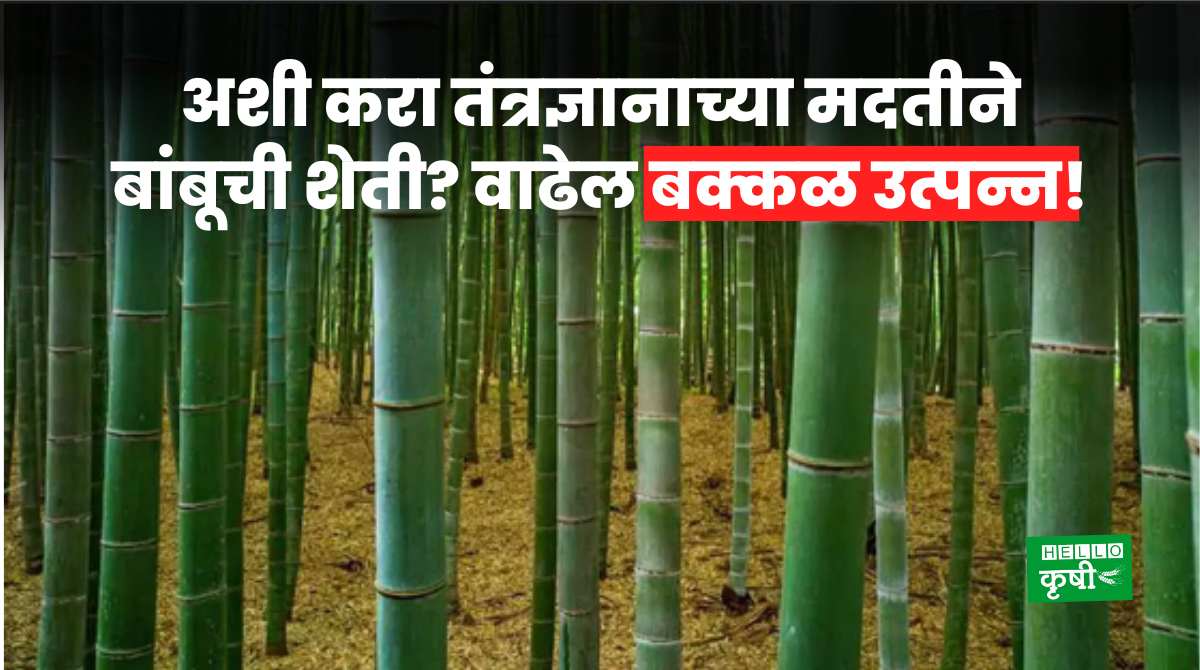 Bamboo Farming Using Modern Technology