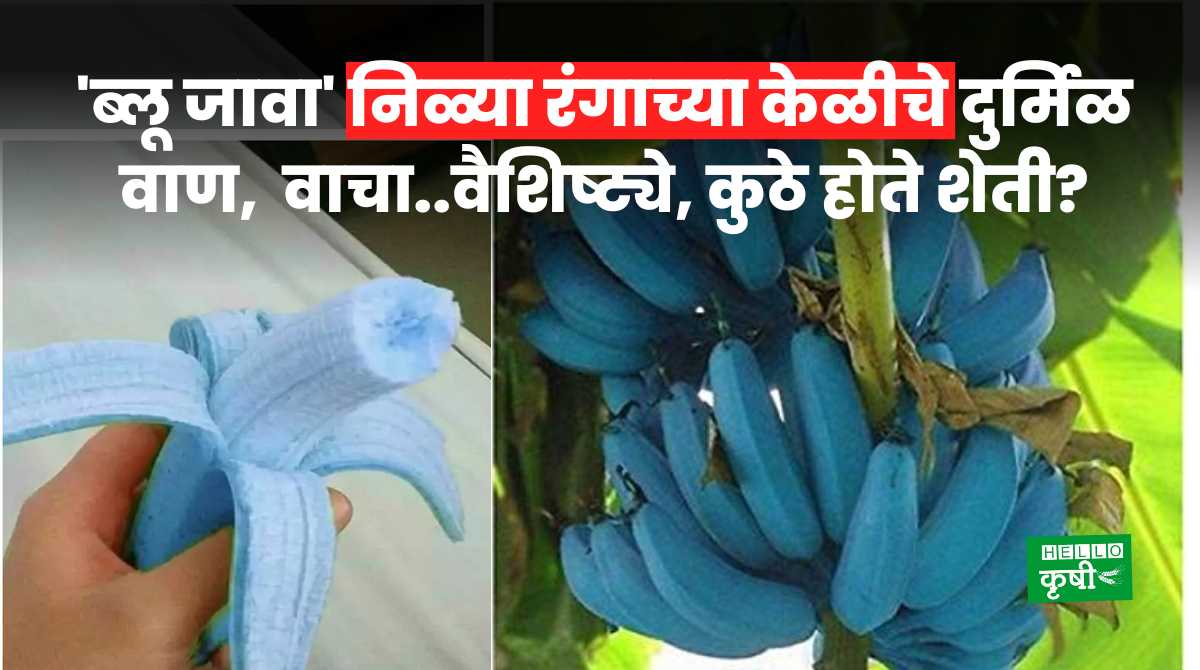 Blue Java Banana For Farmers