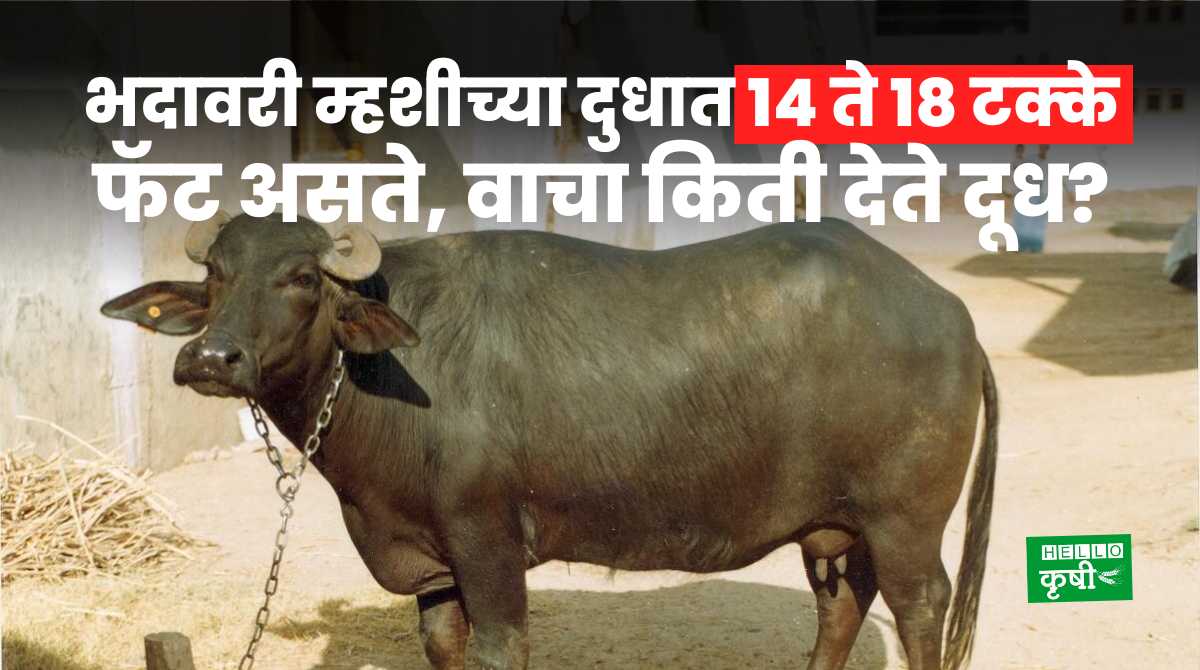 Buffalo Breeds Bhadavari 14 To 18 Percent Fat