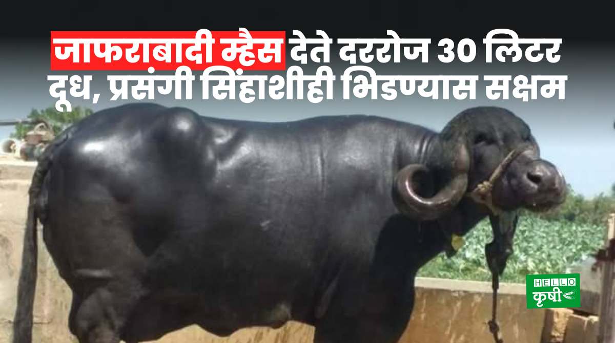 Buffalo Breeds In India