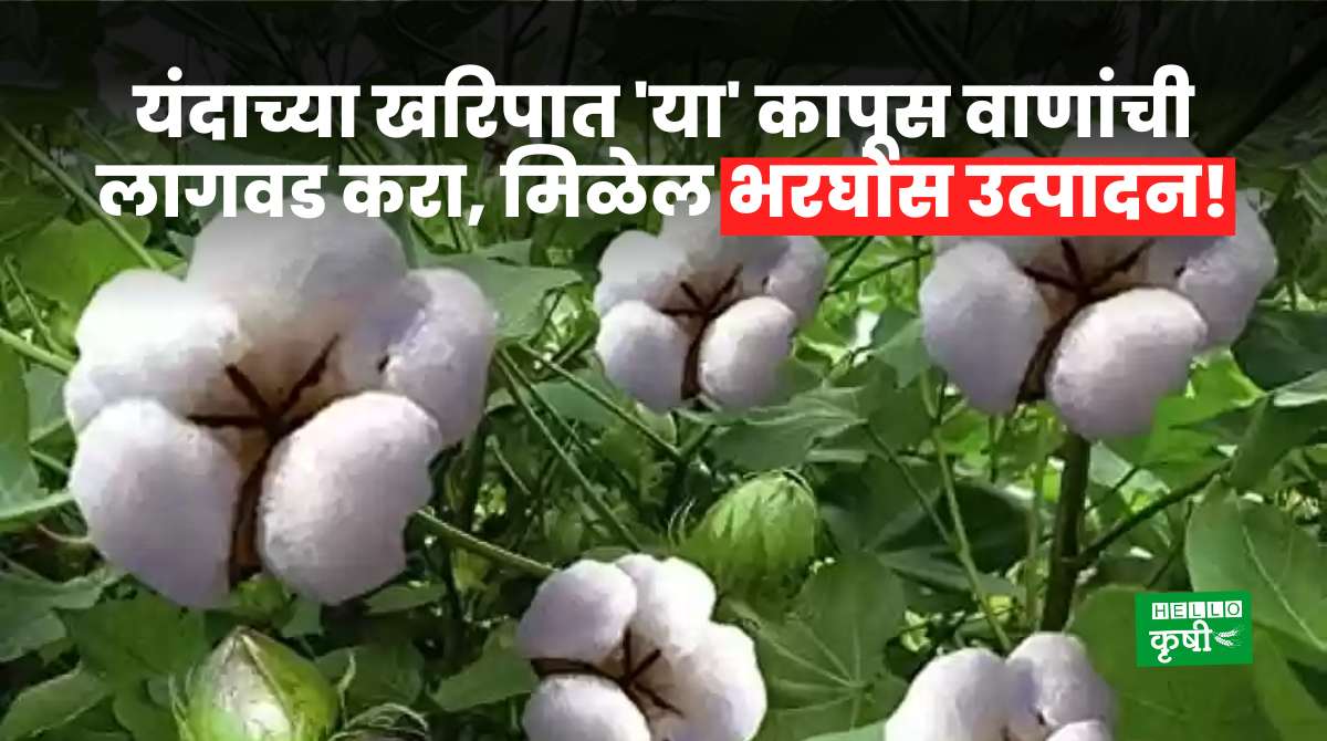 Cotton Cultivation In Maharashtra