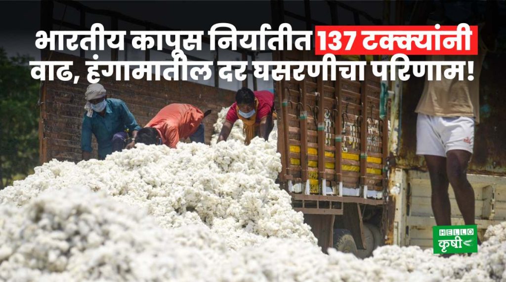 Cotton Export From India