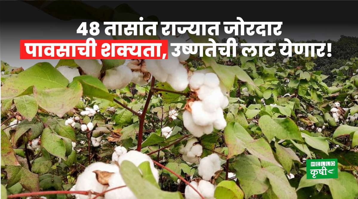 Cotton Variety In India