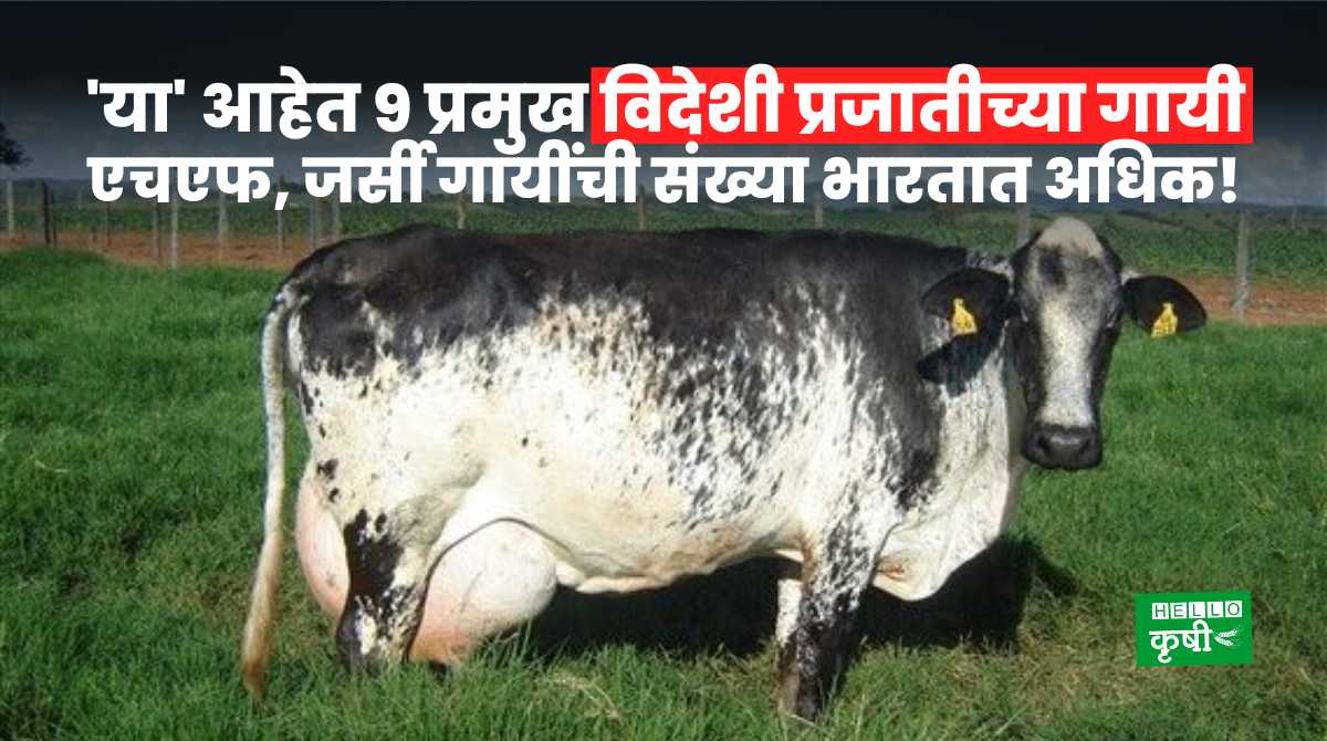 Cow Breeds For Dairy Farming