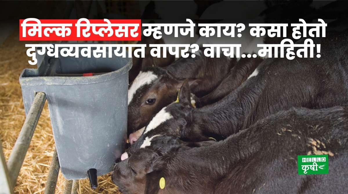 Dairy Farming Milk Replacers