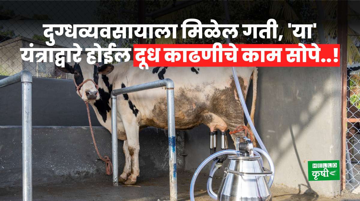 Dairy Farming Using Milking Machine
