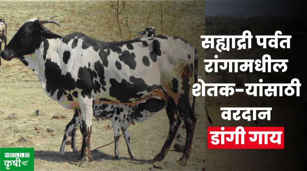 Dangi Cow Breed: सह्याद्री पर्वत रांगामधील शेतकयांसाठी वरदान; ‘डांगी ...