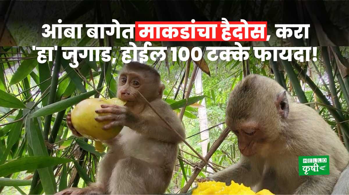 Deshi Jugad Monkeys In Mango Farm