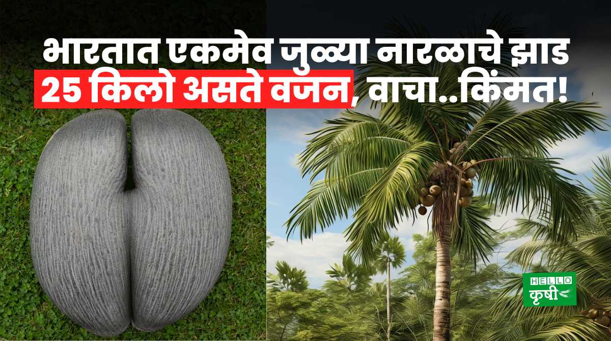 Double Coconut Tree In India