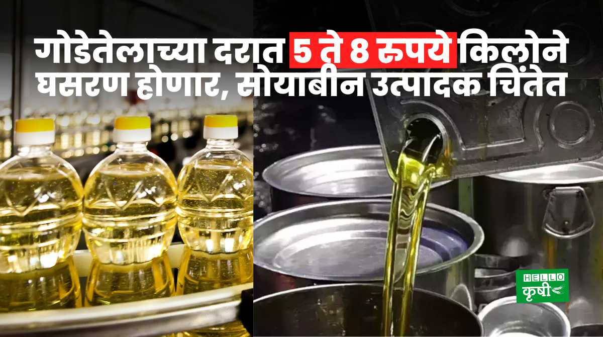 Edible Oil In India