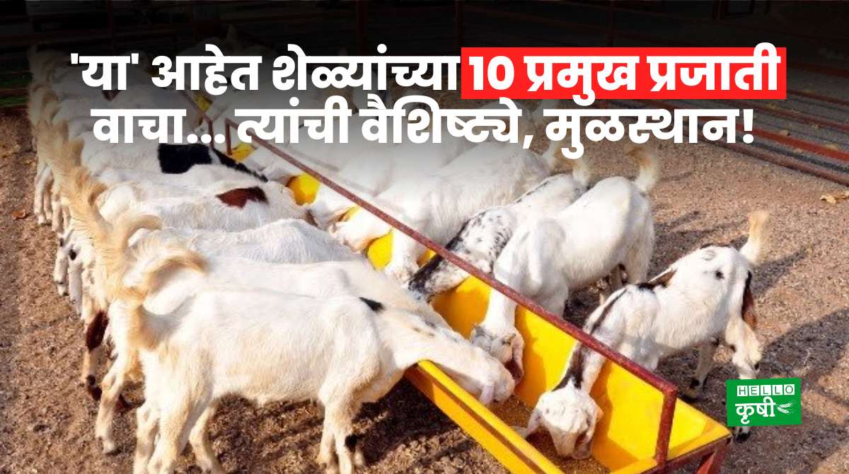 Goat Farming Top 10 Goat Breeds