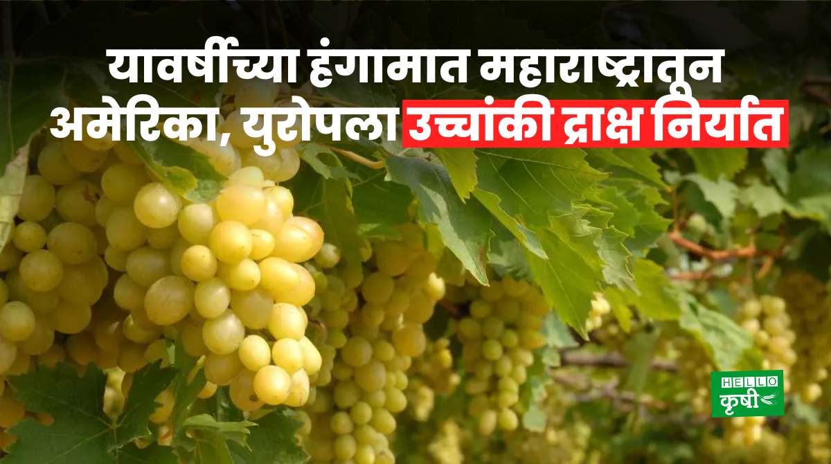 Grapes Export From Maharashtra