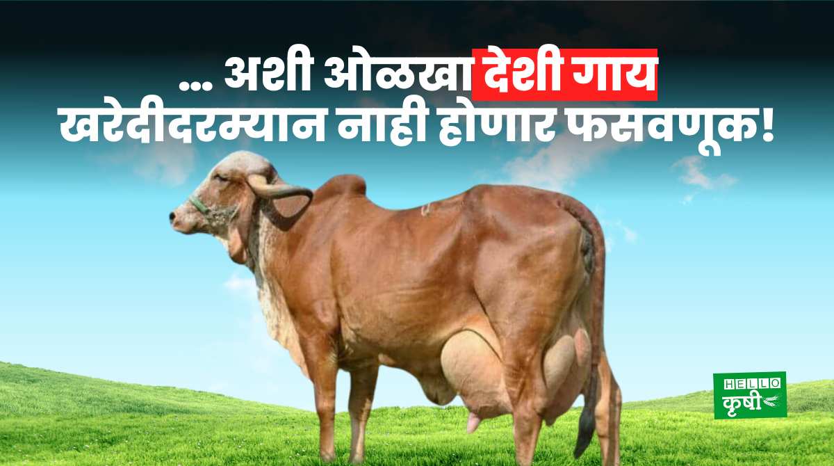 How To Identify Deshi Cow