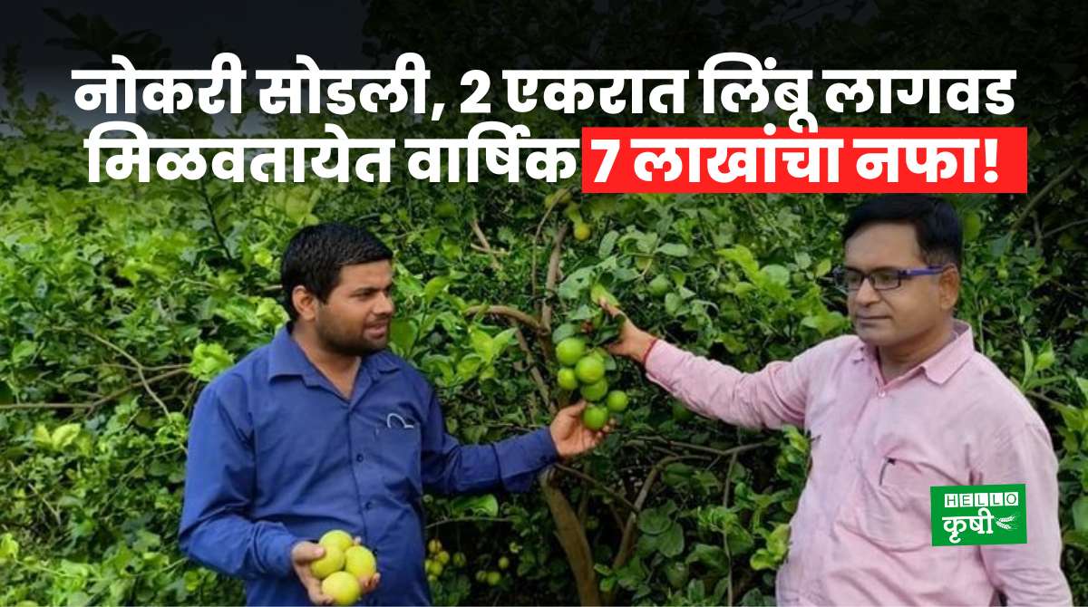 Lemon Farming Annual Profit of 7 Lakhs