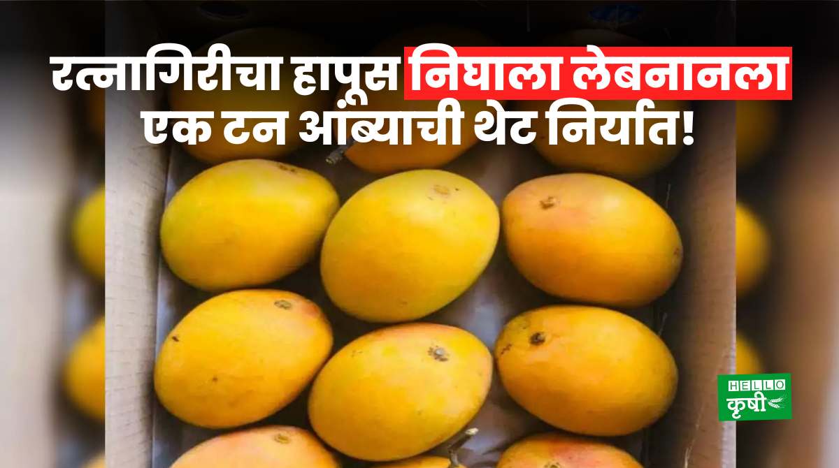 Mango Export From India To Lebanon