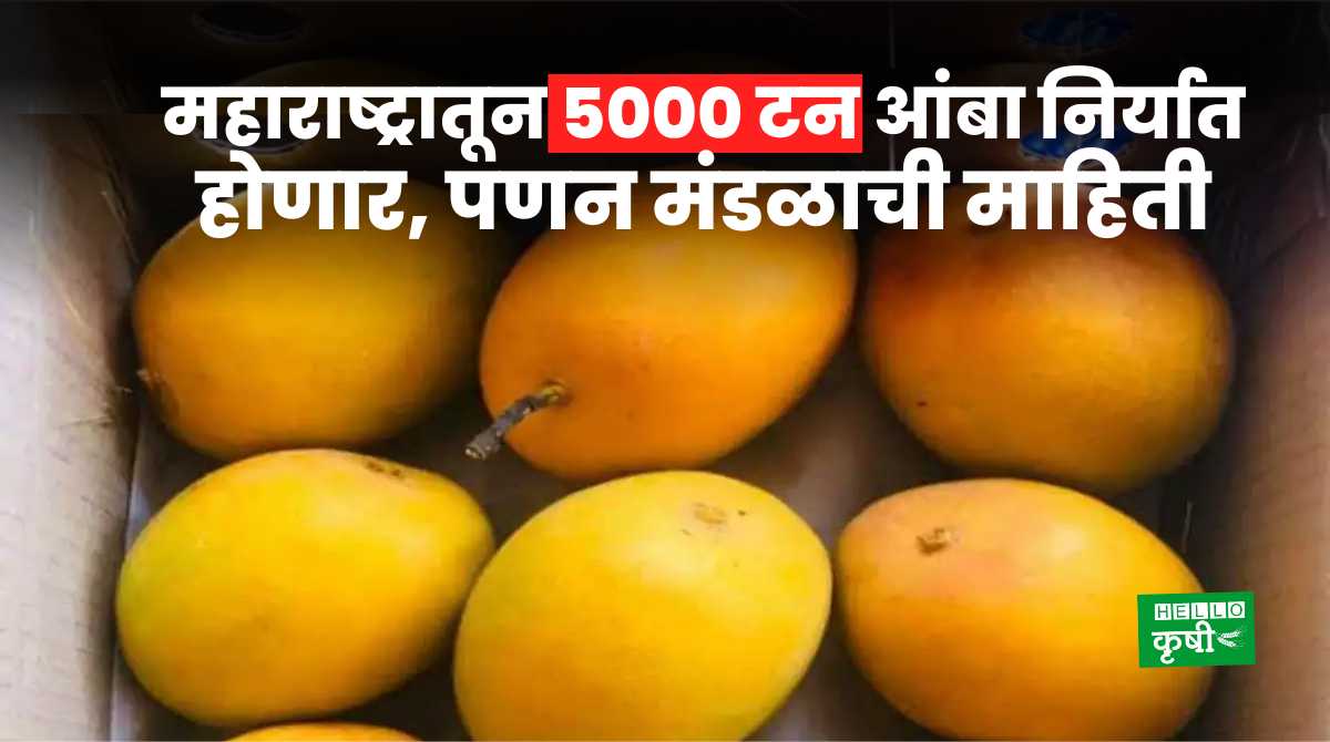 Mango Export From Maharashtra