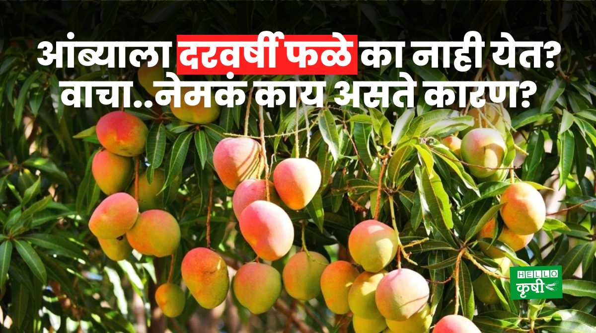 Mango Production Mango Not Bear Fruit Every Year