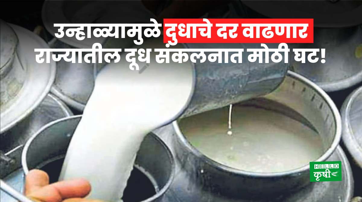 Milk Price In Maharashtra
