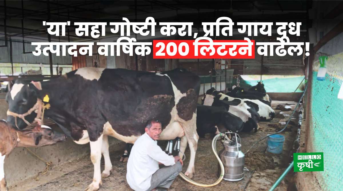 Milk Production In Maharashtra