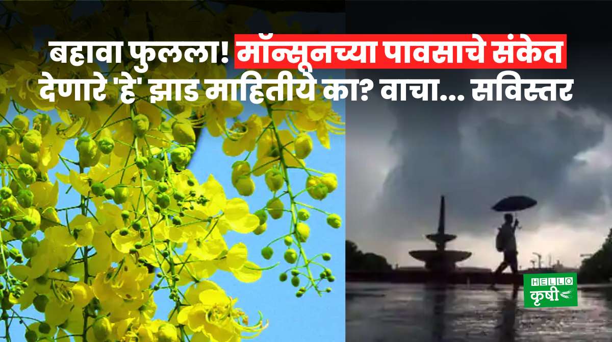 Monsoon Update Nature Indications