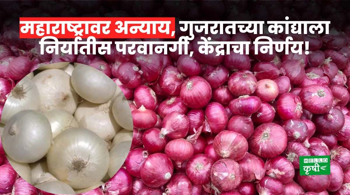 Onion Export From Gujarat