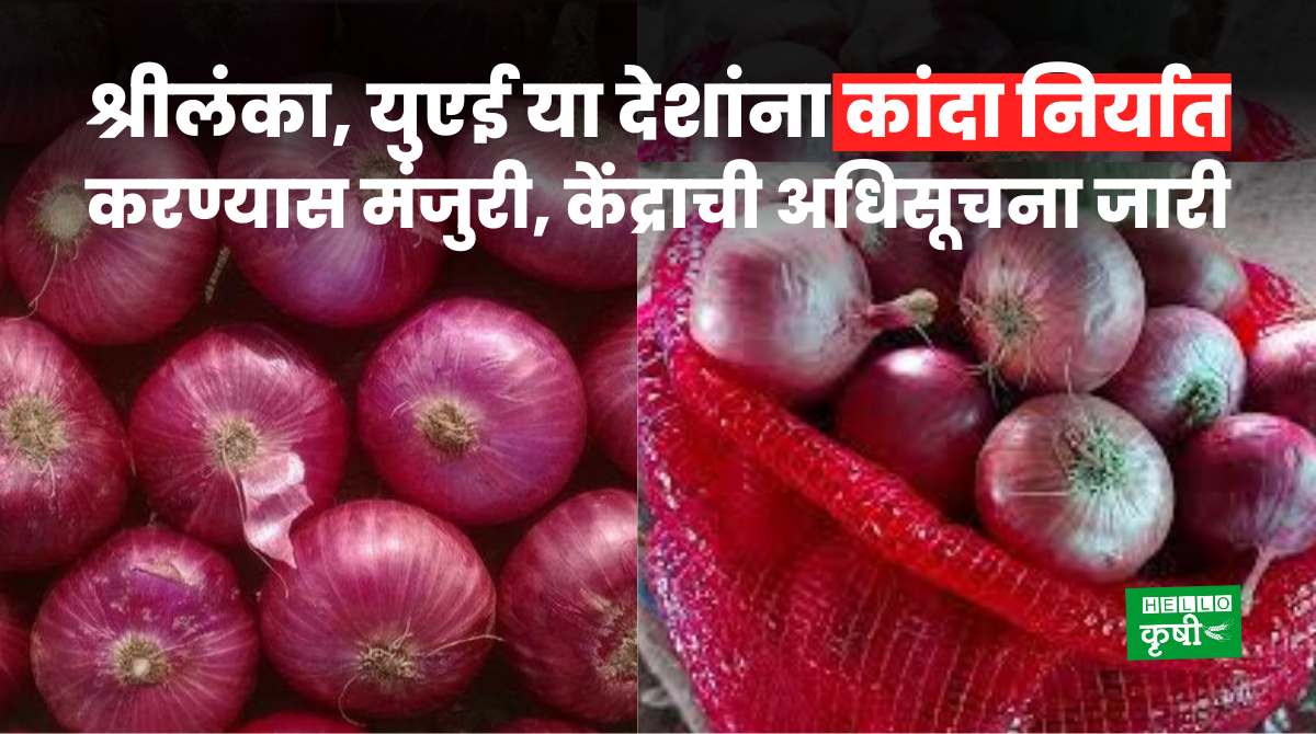 Onion Export To Sri Lanka, UAE