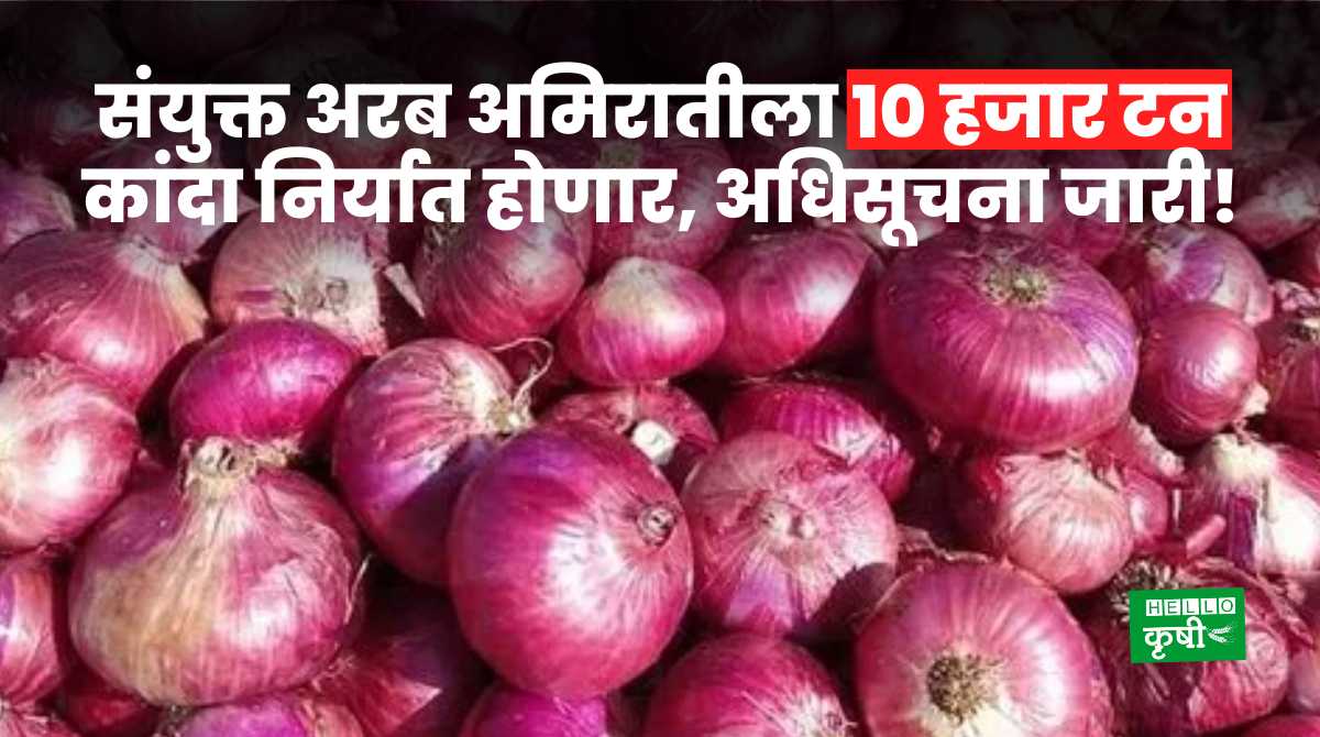 Onion Export To UAE From India