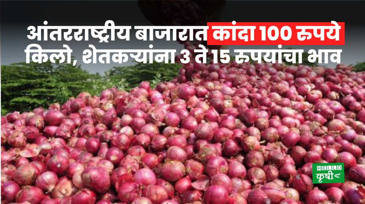 Onion Rate 100 Per Kg In International Market