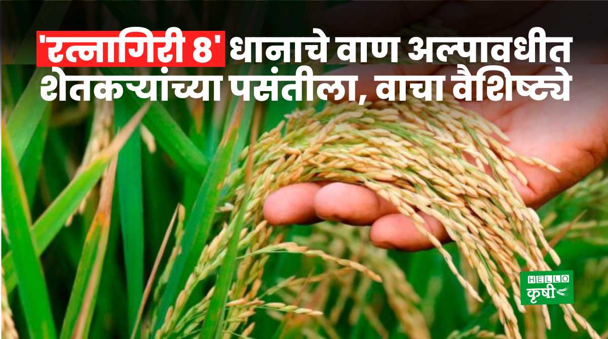 Paddy Seeds Ratnagiri 8 Rice Variety