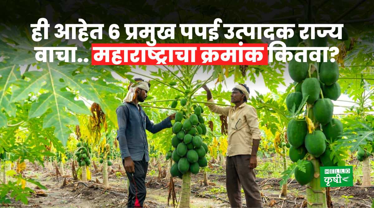 Papaya Production In India