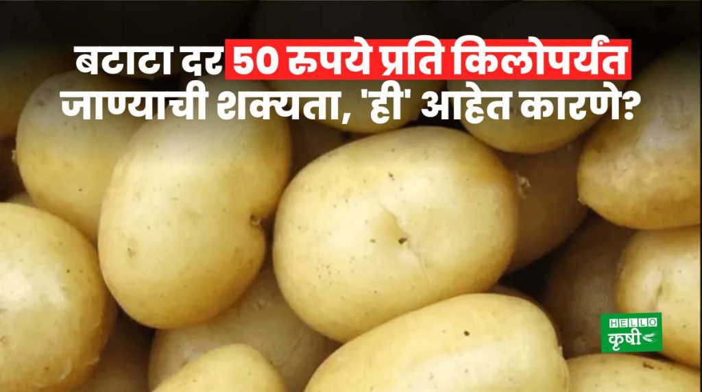 Potato Rate Increase In India
