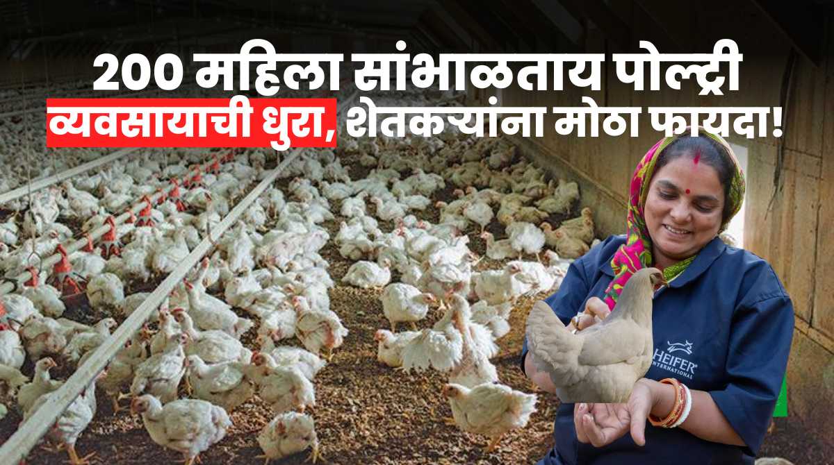 Poultry Business Big Benefit To Farmers