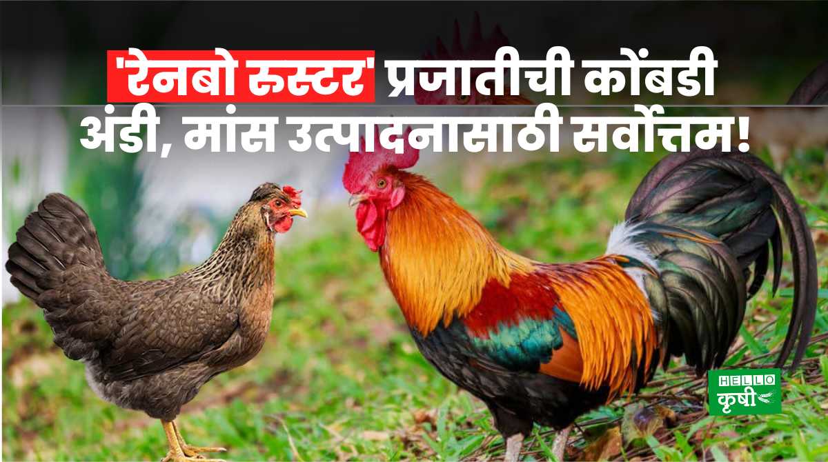 Poultry Farming Rainbow Rooster Hen