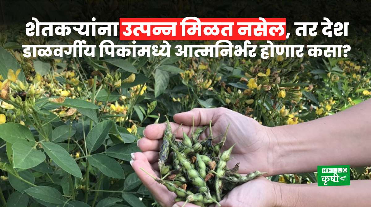 Pulses Crops In India