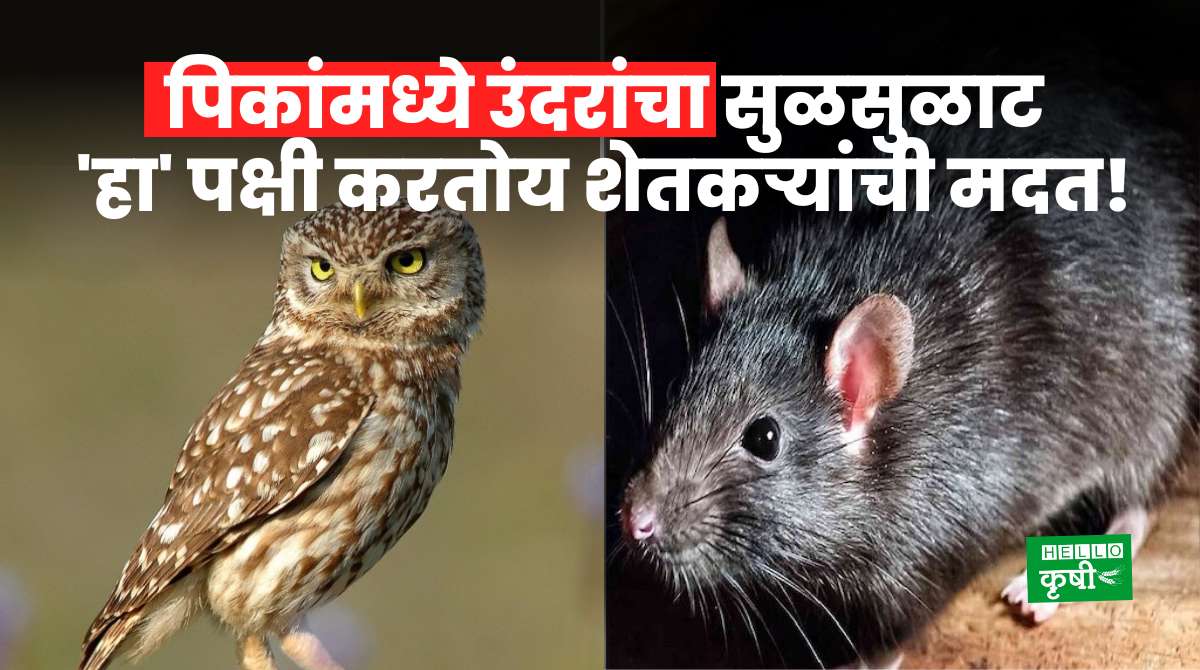 Rat In Farm Owl Helps Farmers