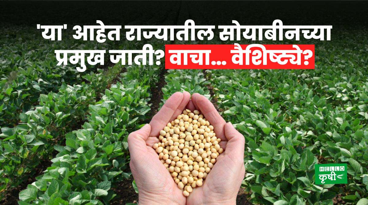 Soyabean Variety For Farmers
