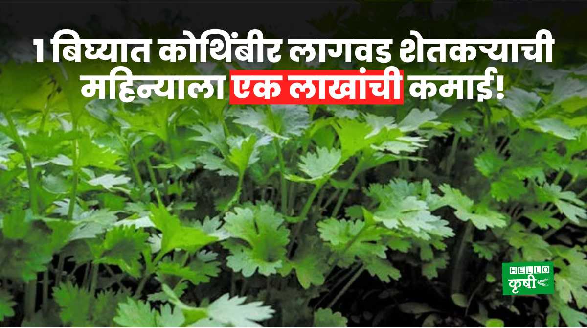 Success Story Cultivation Of Coriander