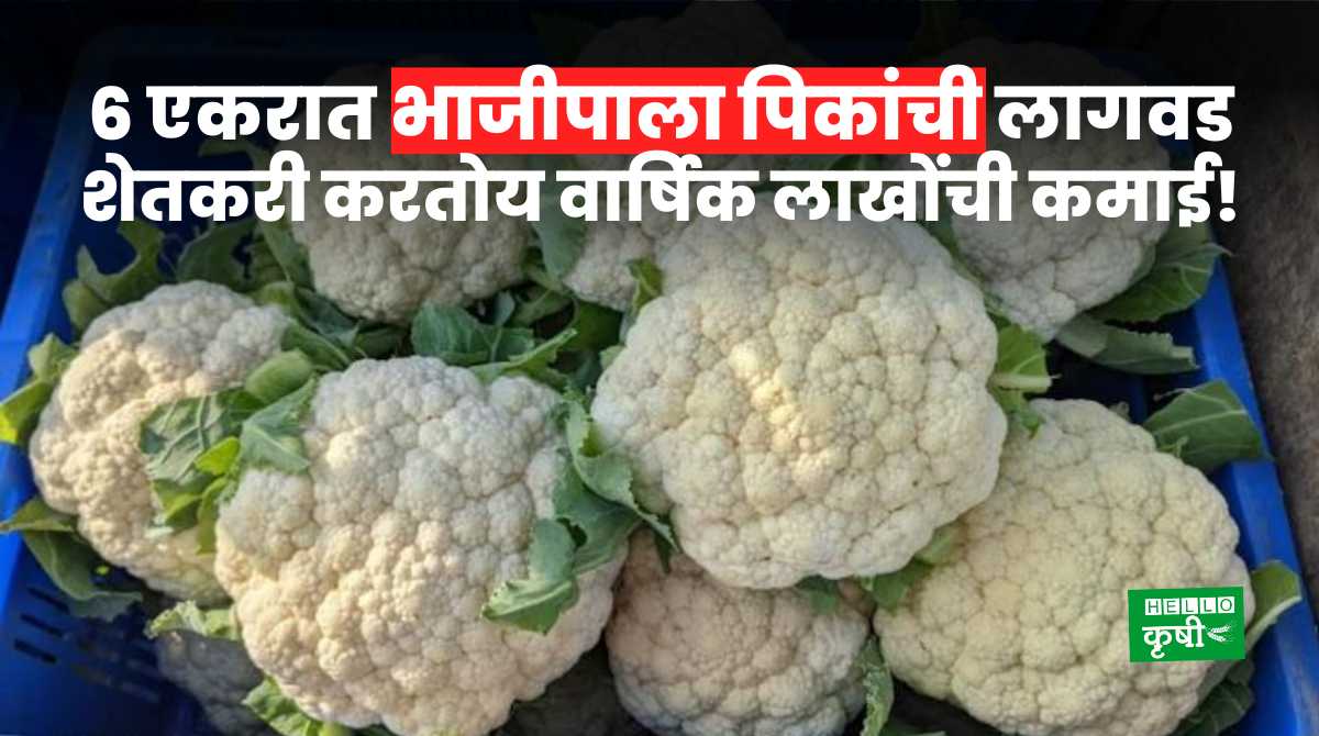 Success Story Cultivation Of Vegetable Crops