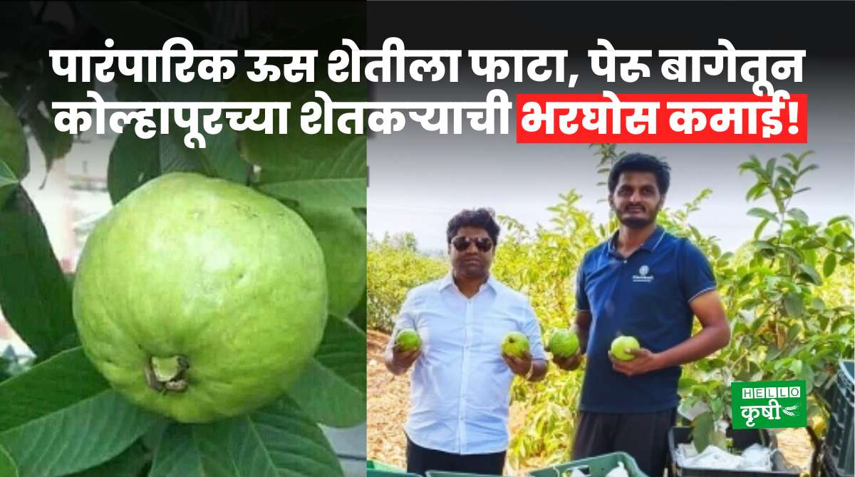 Success Story Of Guava Farming