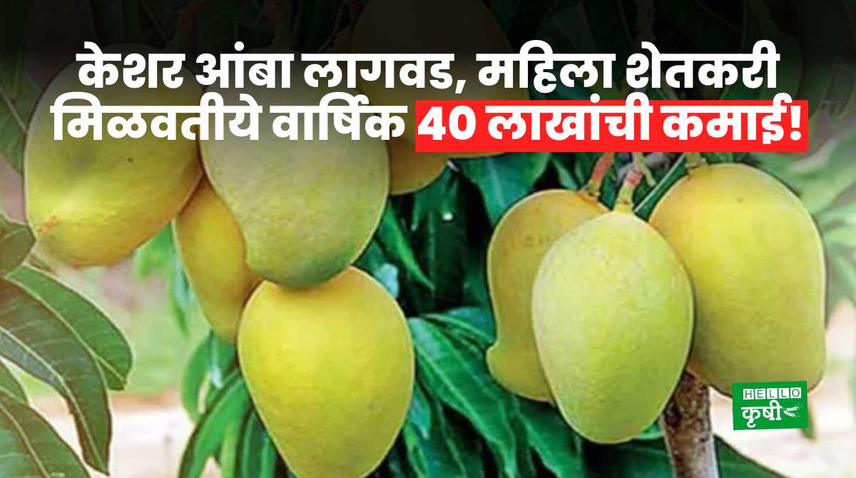 Success Story of Mango Farming