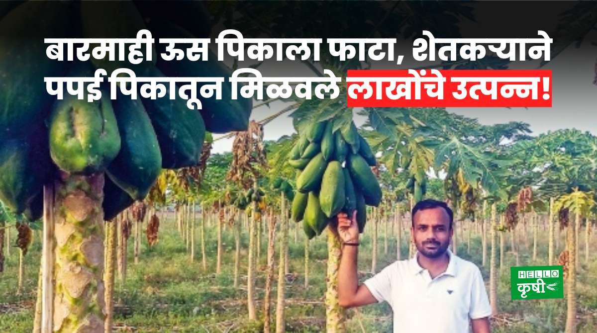 Success Story Papaya Farming